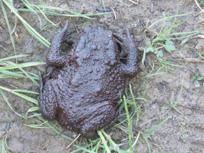 Црнобрња Исаиловић