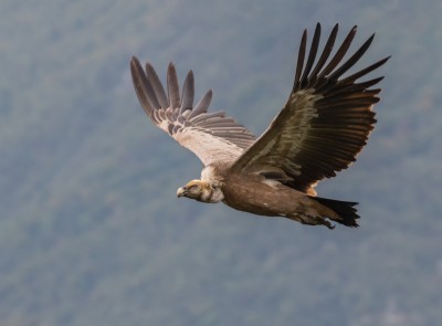 Белоглави суп