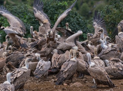 Белоглави супови на хранилишту