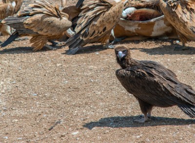 Црни лешинар