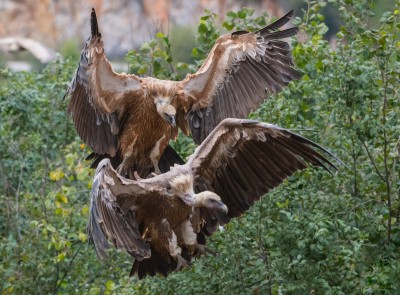 Пар белоглавих супова