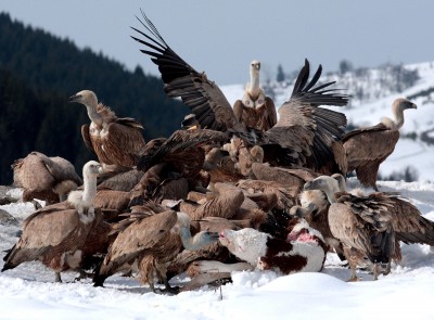 Белоглави супови на хранилишту