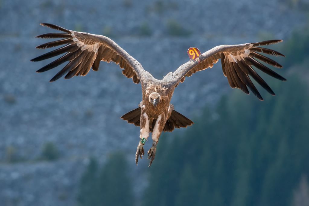 Фото - Саша Прерадовић