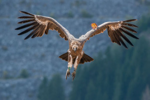 Фото - Саша Прерадовић