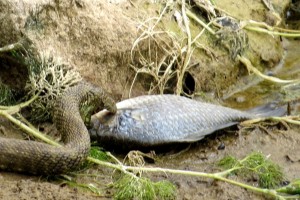 Опстанак на Радоињском језеру